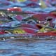 Alaska fish factor: salmon prices soar thumbnail image
