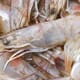 Brackish potential for a shrimp farming surge in India thumbnail image