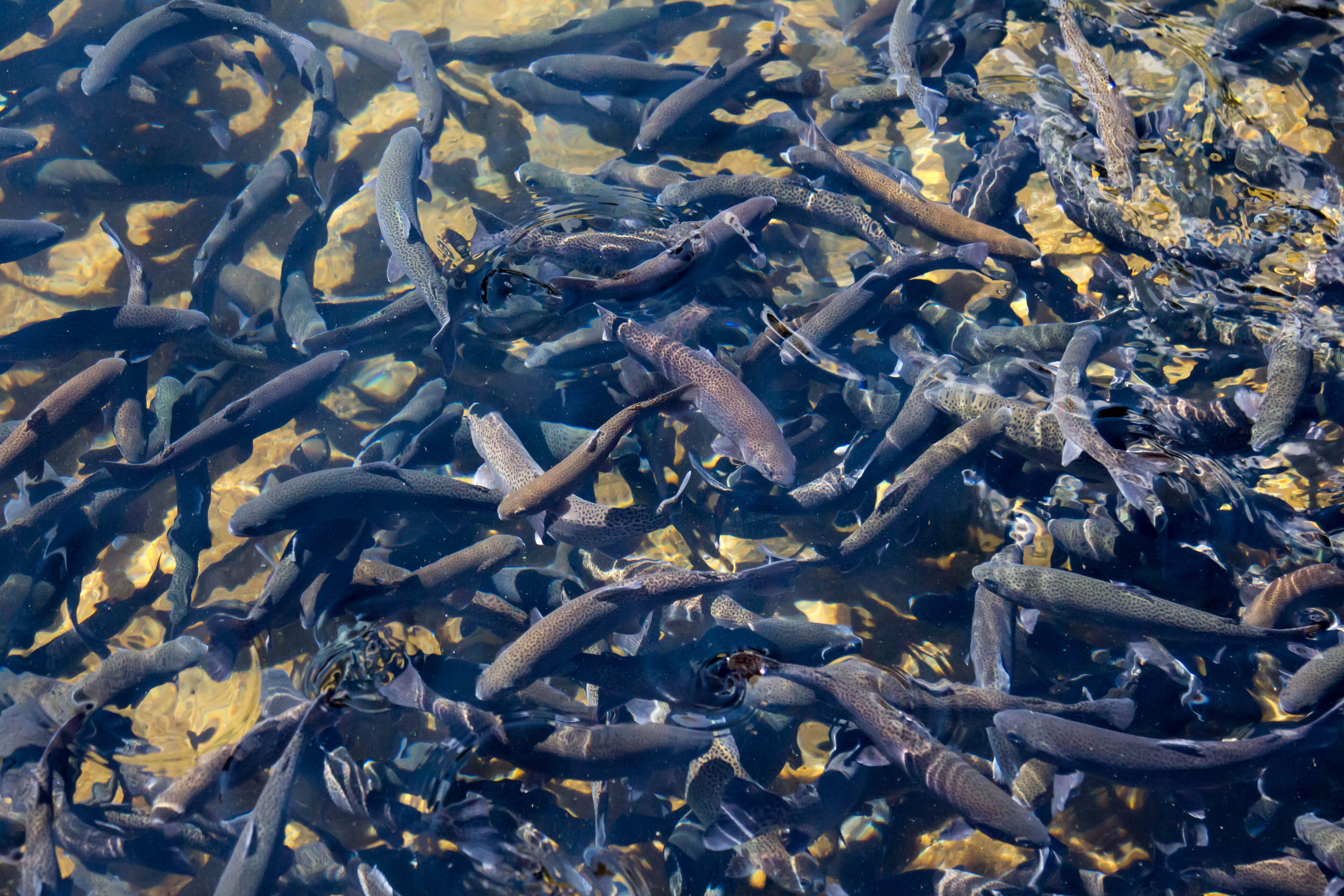 trout eggs for sale