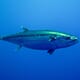 Farm of the Future: Rearing Bluefin the New Way thumbnail image