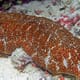 Study seeks to ensure Hawaiian sea cucumber cultivators adapt to climate change thumbnail image