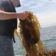 Connecticut Sea Grant receives $850,000 in federal funding thumbnail image