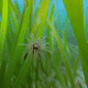 Seagrass protection and restoration project launched thumbnail image