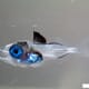 Could an innovative, floating RAS catalyse Atlantic bluefin tuna aquaculture? thumbnail image