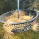 Restorative aquaculture: know your anemones thumbnail image