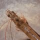 A non-medicinal means for shrimp farmers to combat EMS/AHPND thumbnail image