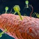 Managing bacterial infections in aquaculture enters a new phage thumbnail image