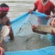 Post-harvest digitisation: a game-changer for Indian aquaculture thumbnail image