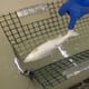 Supercooled brine may be new humane stunning method thumbnail image