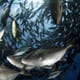 Ocean 14: bringing global capital to marine conservation thumbnail image