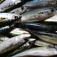 Nissui reports land-based mackerel milestone thumbnail image