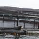 Tasmania’s Huon Aquaculture in the hot seat over seal deaths thumbnail image