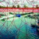 Why less can be more for Asia’s shrimp farms thumbnail image