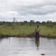 Study backs polyculture in Zambian tilapia farms thumbnail image