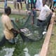 Norway to help fund IFAD's aquaculture efforts in East Africa thumbnail image