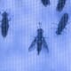 Insect tech startup lands $5 million in funding thumbnail image