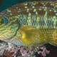 Researchers raise ecological concerns over cleaner fish escapes thumbnail image