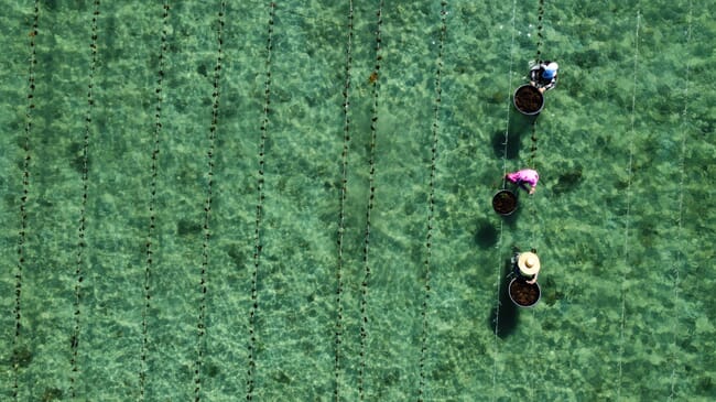 Seaweed farmers.