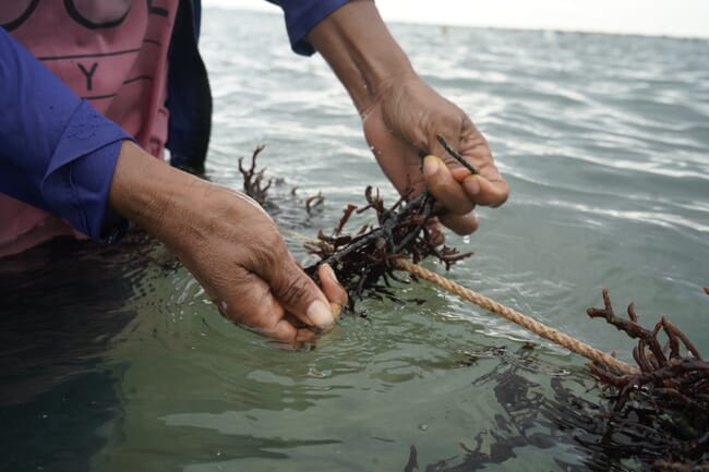 Tying seaweed to a rope.