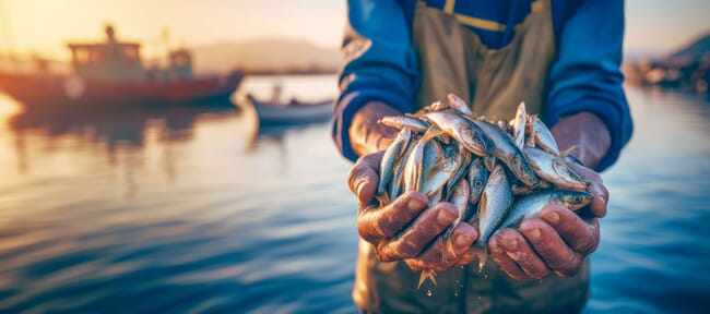 Fish farmer stands in waders in water at sunset holding out a handful of small fish.