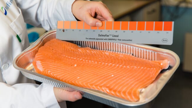 A piece of salmon is pictured next to a colour scale.