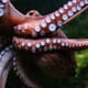 Pescanova sets date for commercial octopus production thumbnail image