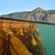Six seaweeds deemed worthy of farming in NZ thumbnail image