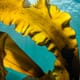 Quantifying how kelp and shellfish farming can help Casco Bay thumbnail image