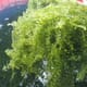 Why the seaweed sector should move beyond red and brown and start thinking green thumbnail image