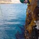 Taking a closer look at kelp aquaculture's carbon storage claims thumbnail image