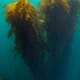 Seaweed startup investments double in 2021 thumbnail image