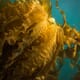 Kelp farming could become an aquaculture mainstay for Alaska thumbnail image