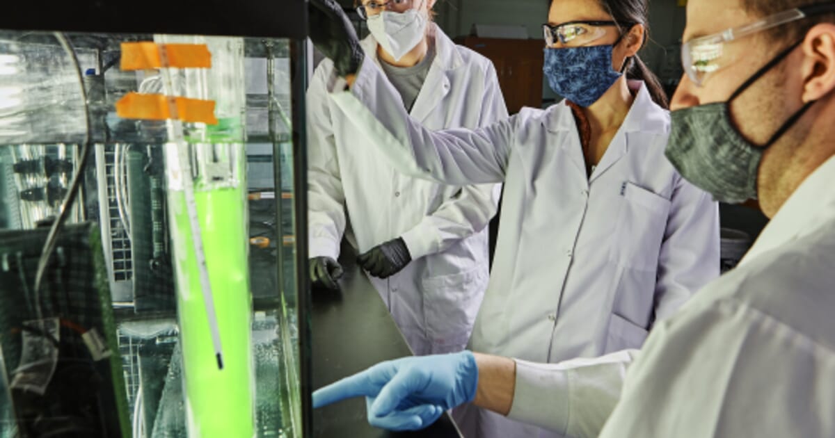 Algae biomaterials research gets $6.4 million funding boost from the US Department of Energy - The Fish Site