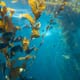 Seaweed aquaculture – panacea or hype? thumbnail image
