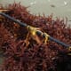 Methane-busting seaweed supplement greenlit in Australia thumbnail image