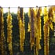 UK farmers turn to seaweed in a bid to reduce livestock methane emissions thumbnail image