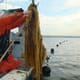 The case for seaweed subsidies thumbnail image