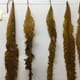 Microbes on farmed kelp aren’t a food safety risk, say researchers thumbnail image
