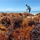 Seaweed compounds form natural remedy for fatty liver disease in humans thumbnail image
