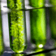 Could microalgae be the future of sustainable superfoods? thumbnail image