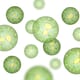 Macro plans for microalgae in Israel thumbnail image
