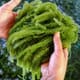 Emerging research promises waste-free biorefinery for seaweed thumbnail image