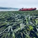 How seagrass meadows can buffer ocean acidification thumbnail image