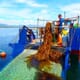 Report reveals the £70 million potential of Scotland's seaweed farming industry thumbnail image