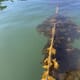 Kelp shown to reduce coastal pollution in Alaska thumbnail image