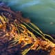What are the impacts of farming brown kelp? thumbnail image