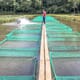 How welfare can help Brazil's tilapia aquaculture sector fare well thumbnail image