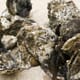 Fast tracking recovery: how oyster aquaculture can make the Chesapeake Bay cleaner, faster thumbnail image