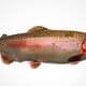 Genomics helps to tackle bacterial cold-water disease in rainbow trout thumbnail image