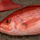 Seychelles set for commercial aquaculture debut thumbnail image